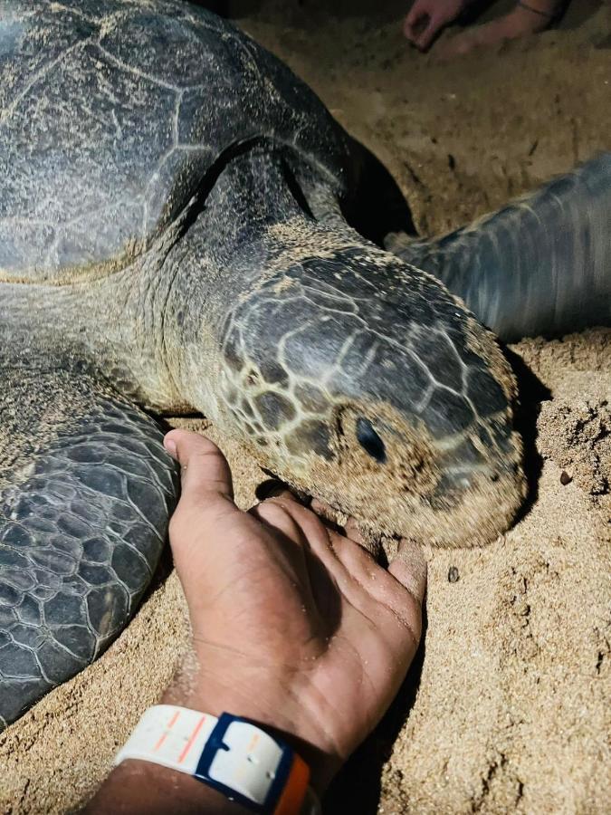 Frangipani Beach Villa タンガラ エクステリア 写真